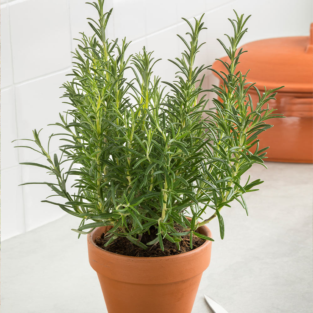 Tuscan Rosemary Plants for Sale