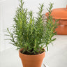 Tuscan Rosemary Plant