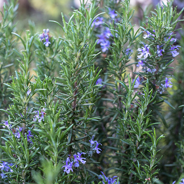 Tuscan Blue Rosemary, Rosmarinus officinalis 'Tuscan Blue