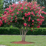 Tuscarora Crape Myrtle