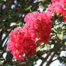 Tuscarora Crape Myrtle