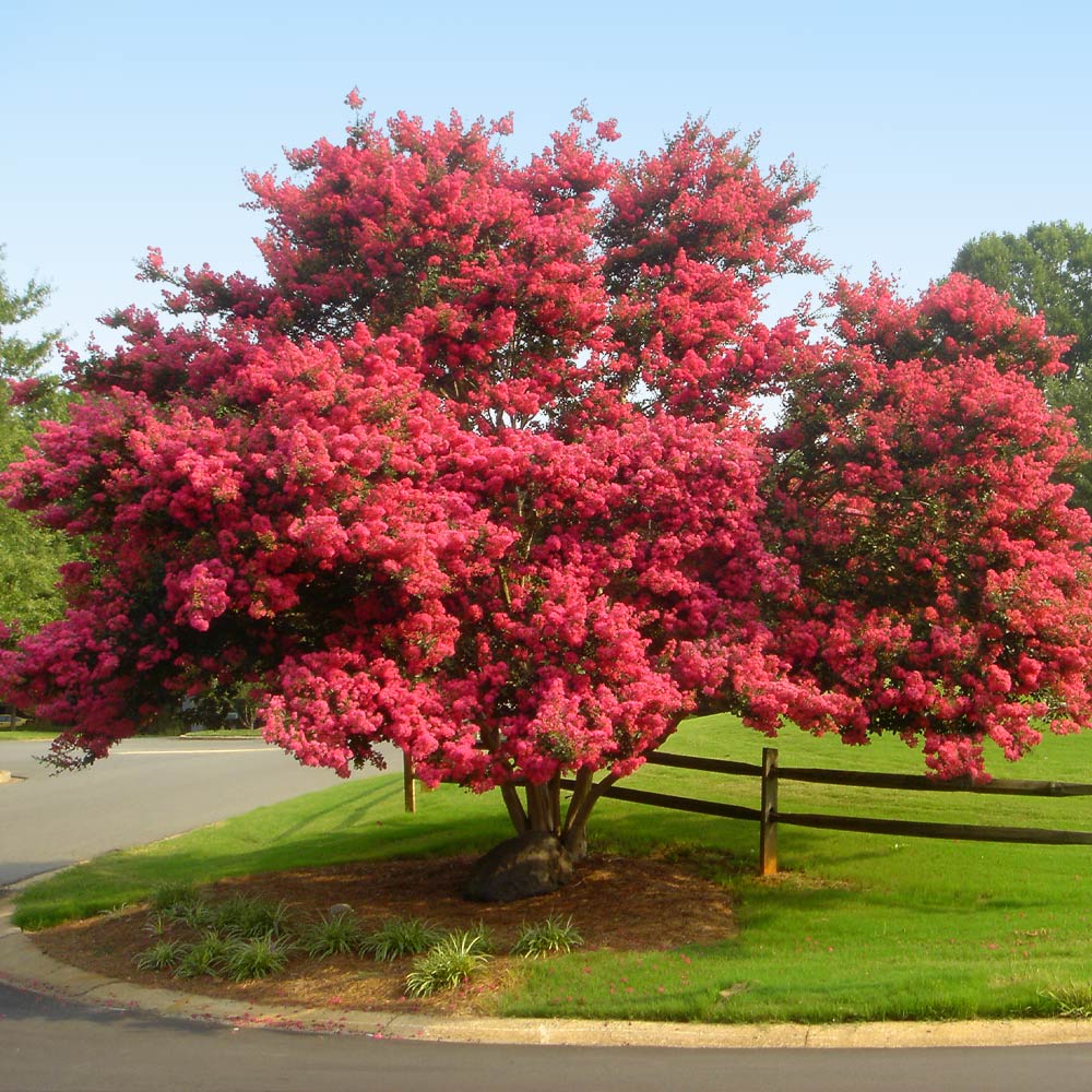 Burgundy Plum (Prunus 'Burgundy') in San Antonio, Texas (TX) at Rainbow  Gardens