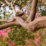 Tuscarora Crape Myrtle Tree