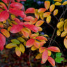 Tuscarora Crape Myrtle