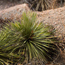 Twin Flower Agave Plant