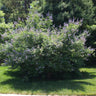 Vitex Chaste Tree