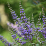 Vitex Chaste Tree