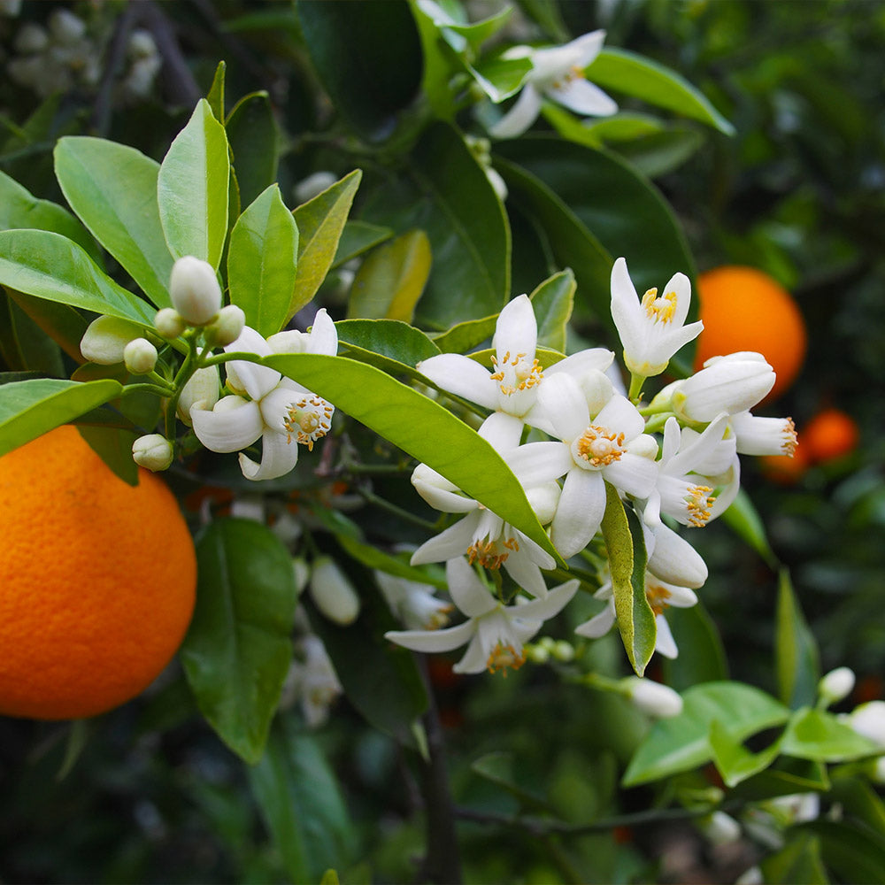 dwarf valencia orange tree