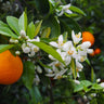 Valencia Orange Tree