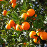 Valencia Orange Tree