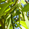 Vanilla Bean Plant