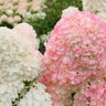 Vanilla Strawberry Hydrangea Tree