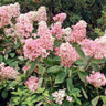 Vanilla Strawberry Hydrangea Shrub