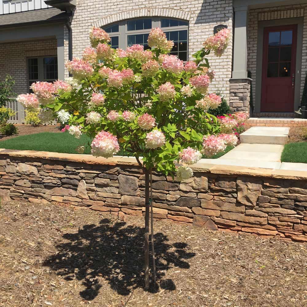 Vanilla Strawberry Hydrangea Tree