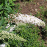 Vanilla Treat™ Butterfly Bush (Tree Form)