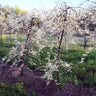 Vanilla Twist Redbud Tree