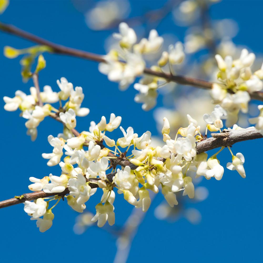 Vanilla Twist Redbud Tree