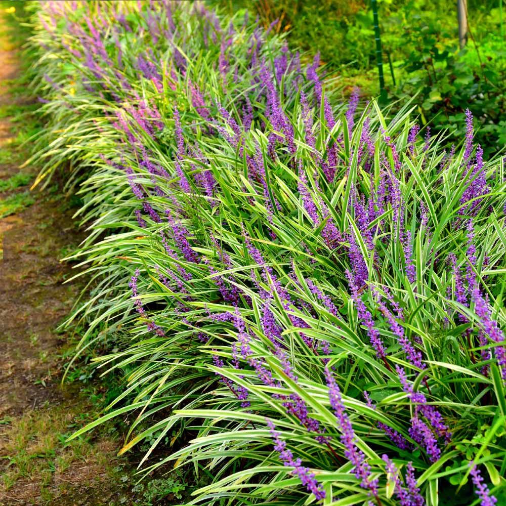 Variegated Liriope