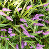 Variegated Liriope Plant