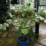 Pink Variegated Eureka Lemon Tree