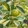 Pink Variegated Eureka Lemon Tree