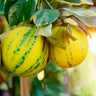 Pink Variegated Eureka Lemon Bush