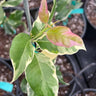 Pink Variegated Eureka Lemon Tree