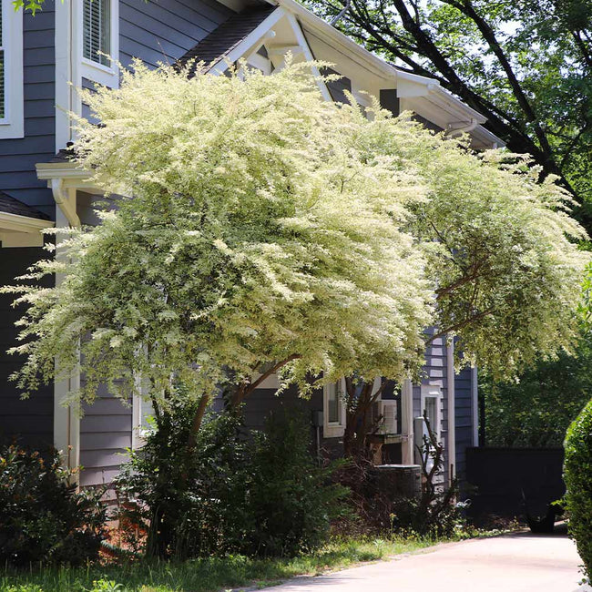 japanese ligustrum tree