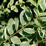 Variegated Privet Tree