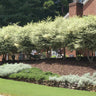 Variegated Privet Tree