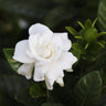 Gardenia 'Veitchii' Shrub