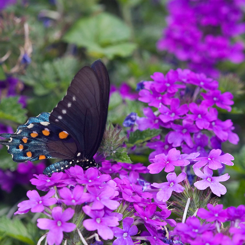 Verbena Purple Homestead for Sale