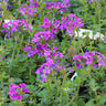 Verbena Purple Homestead