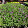 Verbena Purple Homestead