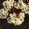 Coppertop® Sweet Viburnum Shrub