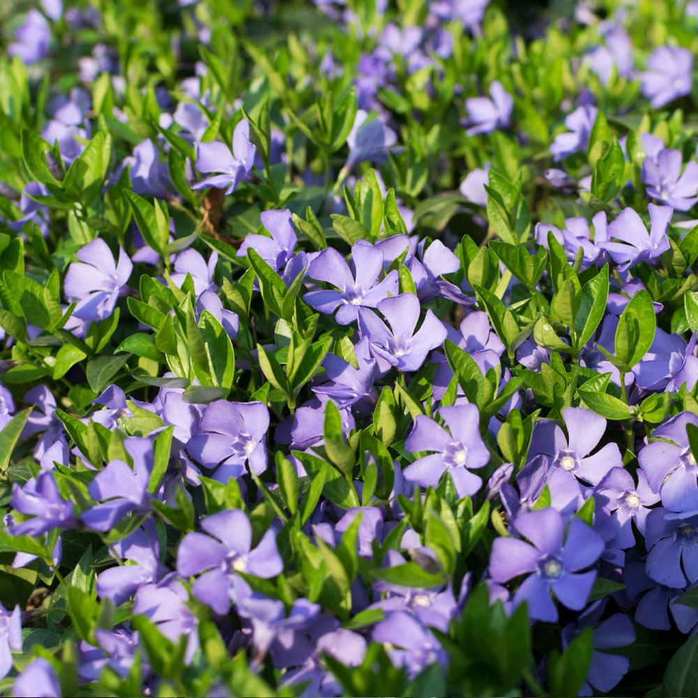 Vinca Minor Periwinkle Plants for Sale