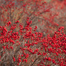 Winter Red Winterberry Holly Shrub