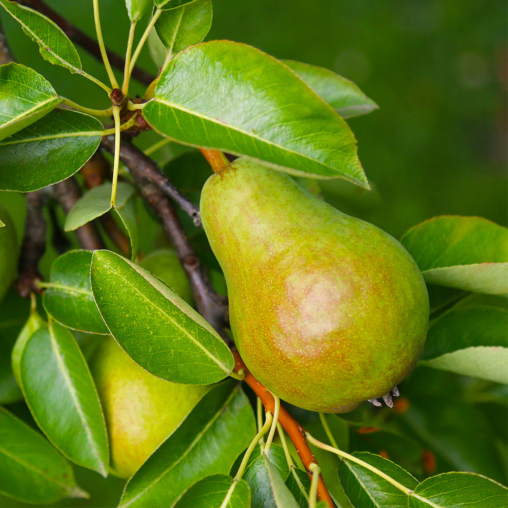 Warren Pear Tree