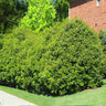 Recurve Ligustrum Shrub (Ligustrum Recurvifolium)