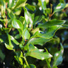 Recurve Ligustrum Shrub (Ligustrum Recurvifolium)