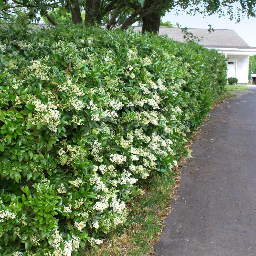 privet hedge flowers