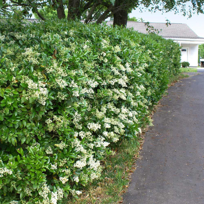 Home And Garden Ligustrum Waxleaf Privet Evergreen Privacy Hedge 40 Live Plants Yard Garden