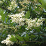 Waxleaf Privet Shrub