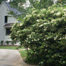 Waxleaf Privet Hedge