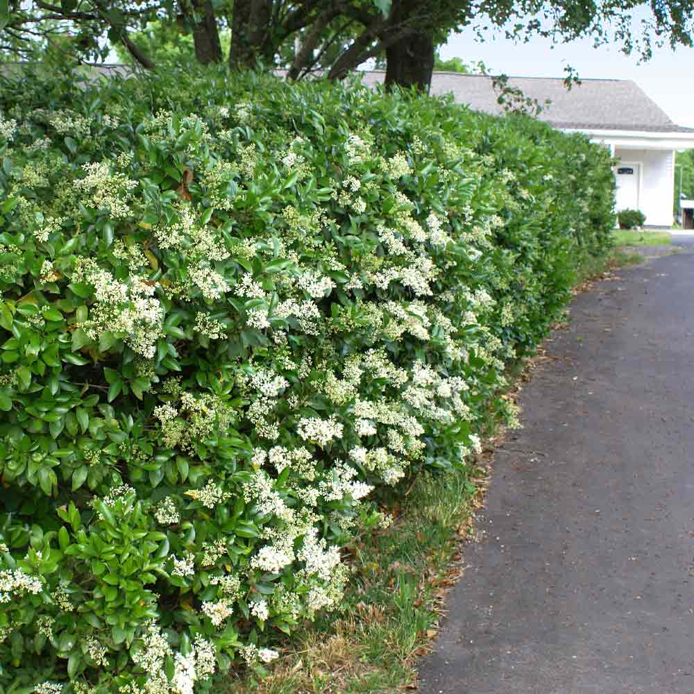 Waxleaf Privet Hedge