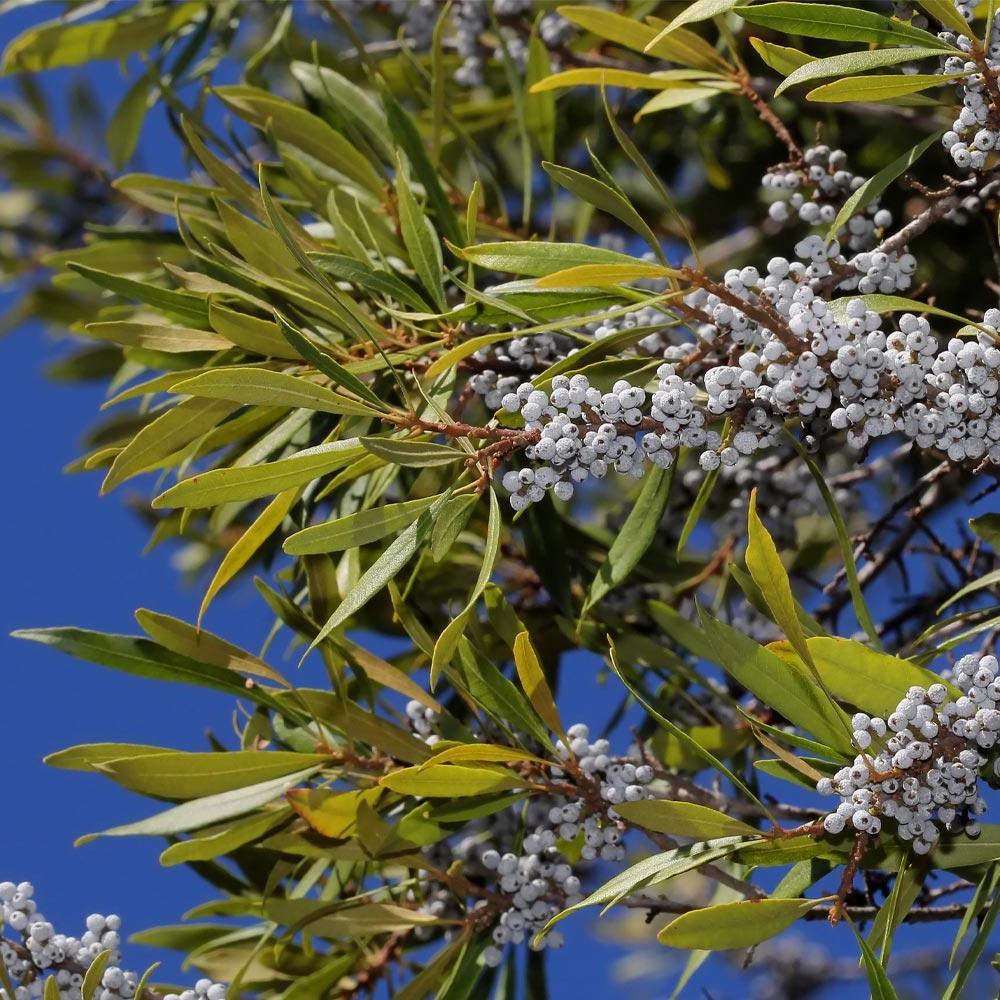 wax myrtle bush