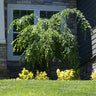 Weeping Extraordinaire™ Cherry Tree