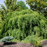 Weeping Hemlock 'Sargents' Tree