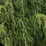 Weeping Hemlock