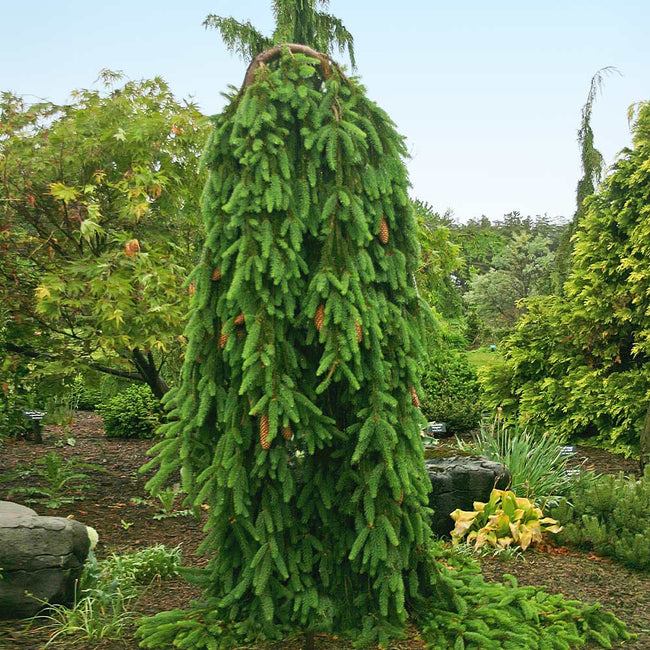 Weeping Norway Spruce Trees For Sale Fastgrowingtrees Com